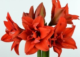 hippeastrum Celica ® (1)